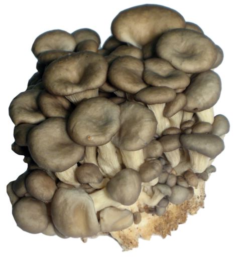 baby mushroom